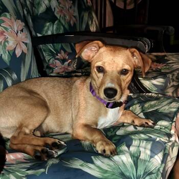 Tessa -  Dachshund and Chihuahua Dog for Adoption in Port St. Lucie, Florida - Tessa | PetCurious