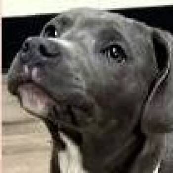 Labrador Retriever Dogs Available for Adoption - Manny | PetCurious