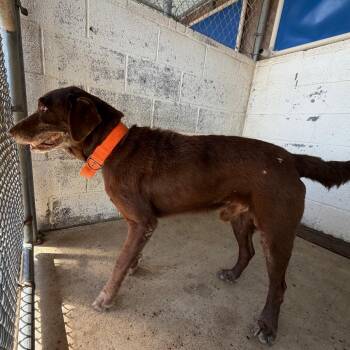 Cornelius -  Chocolate Labrador Retriever Dog for Adoption in Edinburg, Texas - Cornelius | PetCurious