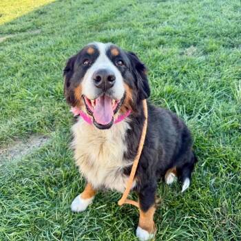 Beatrice -  Bernese Mountain Dog Dog for Adoption in Plainfield, Illinois - Beatrice | PetCurious