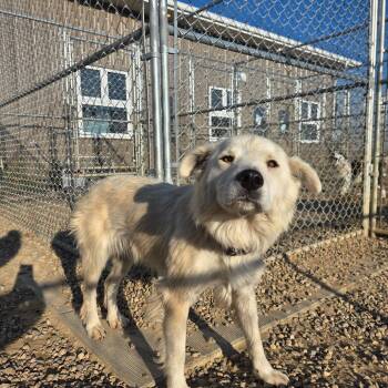Arctic -  Shepherd Dog for Adoption in North Battleford, Saskatchewan - Arctic | PetCurious
