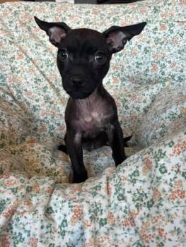 Monster Inc. Clan -  Chihuahua and Pit Bull Terrier Dog for Adoption in San Tan Valley, Arizona - Monster Inc. Clan | PetCurious