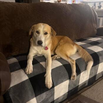 Daisy -  Mixed Breed Dog for Adoption in Rossville, Georgia - Daisy | PetCurious