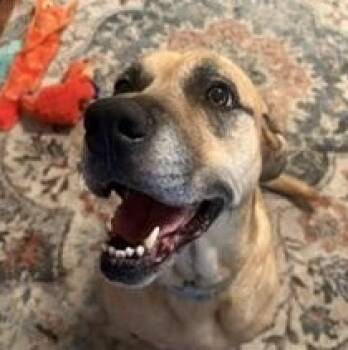 ZOE -  Black Mouth Cur Dog for Adoption in Spring, Texas - ZOE | PetCurious