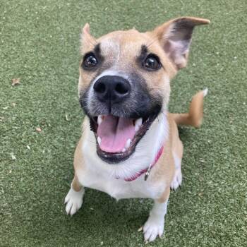 Coffee Bean -  Mixed Breed Dog for Adoption in Providence, Rhode Island - Coffee Bean | PetCurious