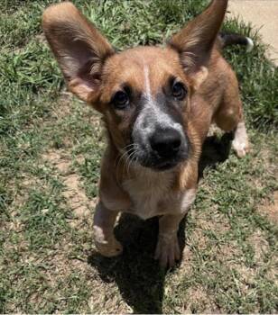Birdie Fun -  Australian Shepherd and Australian Cattle Dog Blue Heeler Dog for Adoption in Watertown, Connecticut - Birdie Fun | PetCurious