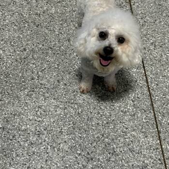 Bichon Frise Dogs Available for Adoption in Antwerp, Ohio - Daisey.  | PetCurious