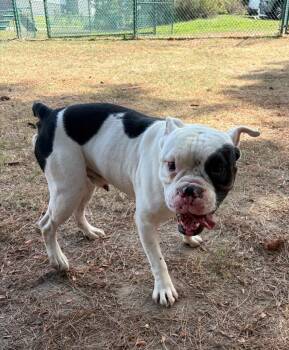 Toby -  American Bulldog Dog for Adoption in Little Rock, Arkansas - Toby | PetCurious