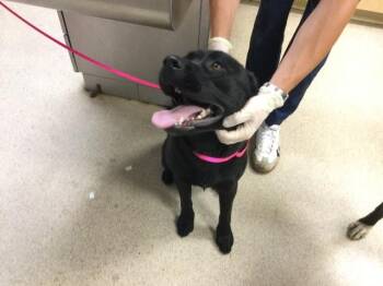 MAZZY -  Pit Bull Terrier Dog for Adoption in Riverside, California - MAZZY | PetCurious