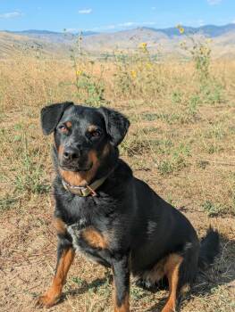Rescue Cattle Dog and Rottweiler Dogs for Adoption in Boise, Idaho - Rylen | PetCurious