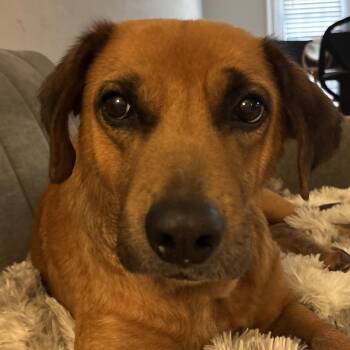 Burt -  Terrier Dog for Adoption in Cornelius, North Carolina - Burt | PetCurious