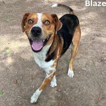 Blaze -  Beagle Dog for Adoption in Little Rock, Arkansas - Blaze | PetCurious