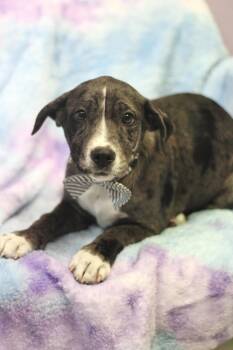 Catahoula Leopard Dog Dogs Available for Adoption - Ava In NH! Come Meet Our Adoptable Dogs Wednesday-Saturday. More | PetCurious