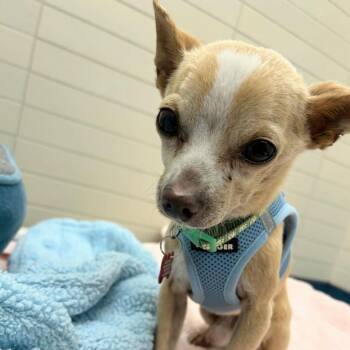 Spritz 14141 -  Chihuahua Dog for Adoption in San Francisco, California - Spritz 14141 | PetCurious