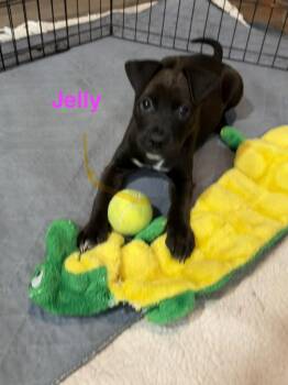 Labrador Retriever Dogs Available for Adoption in Union Beach, New Jersey - Jelly | PetCurious