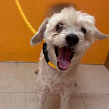 Miniature Poodle Dogs Available for Adoption in Joshua Tree, California - COPPER | PetCurious
