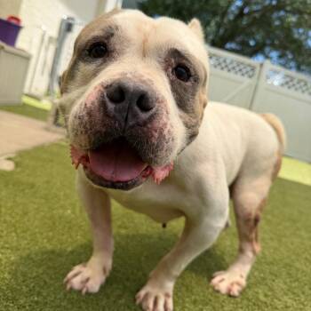 Tractor -  Mixed Breed Dog for Adoption in Titusville, Florida - Tractor | PetCurious