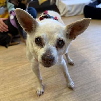 Flare 14120 -  Chihuahua Dog for Adoption in San Francisco, California - Flare 14120 | PetCurious
