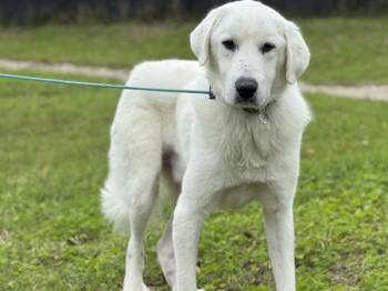 Rescue Great Pyrenees and Labrador Retriever Dogs for Adoption in Portland, Oregon - Vienna Bread | PetCurious
