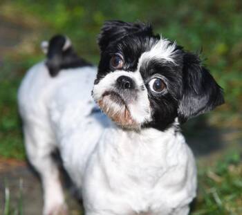 Cookie -  Shih Tzu Dog for Adoption in Pittsboro, North Carolina - Cookie | PetCurious