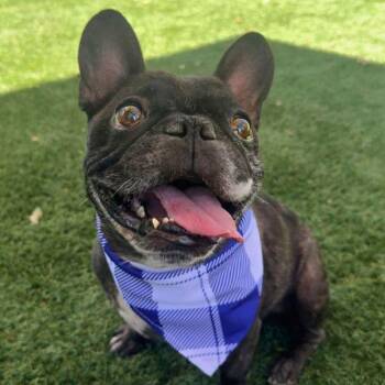 Thunder -  French Bulldog Dog for Adoption in Walnut Creek, California - Thunder | PetCurious