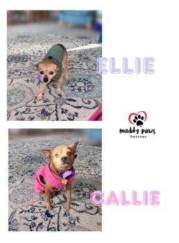 Callie -  Chihuahua Dog for Adoption in Council Bluffs, Iowa - Callie | PetCurious