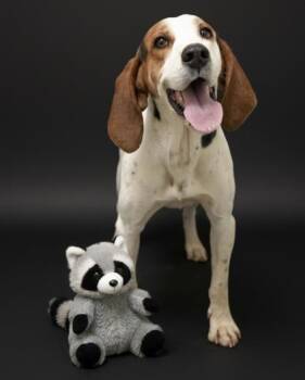 Treeing Walker Coonhound and Mixed Breed Dogs Available for Adoption - Sweet Potato | PetCurious