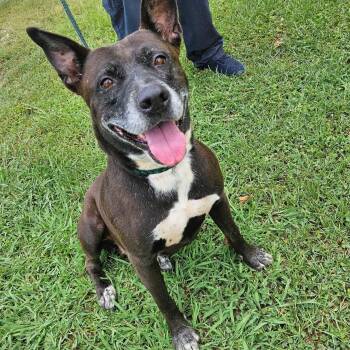 Jolene -  German Shepherd Dog Dog for Adoption in Carson, Mississippi - Jolene | PetCurious