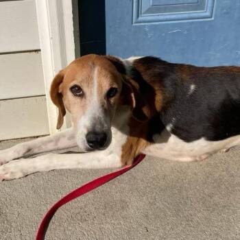 Lilly -  Harrier and Hound Dog for Adoption in High Point, North Carolina - Lilly | PetCurious