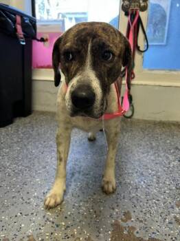 Labrador Retriever Dogs Available for Adoption in Mobile, Alabama - Darla | PetCurious