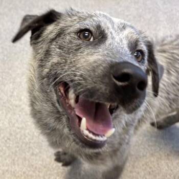 Mixed Breed Dogs Available for Adoption in Lansing, Michigan - Finny | PetCurious