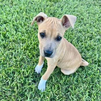 Terrier and Mixed Breed Dogs Available for Adoption in Enterprise, Alabama - Chili | PetCurious