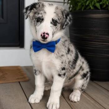 Indie -  Great Pyrenees and Australian Shepherd Dog for Adoption in Crosby, Texas - Indie | PetCurious