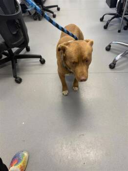 Mixed Breed Dogs Available for Adoption in West Chester, Pennsylvania - Dutch | PetCurious