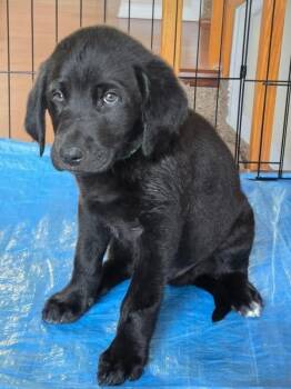 Labrador Retriever Dogs Available for Adoption - Murphy | PetCurious