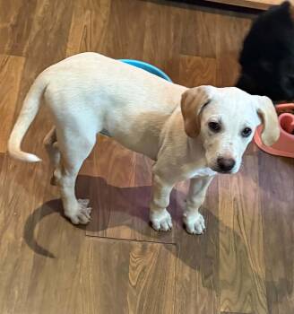 Lilith -  Labrador Retriever Dog for Adoption in Mobile, Alabama - Lilith | PetCurious