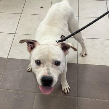 06/13/2026-Stray-FernwoodAvenue -  Mixed Breed Dog for Adoption in Columbus, Georgia - 06/13/2026-Stray-FernwoodAvenue | PetCurious