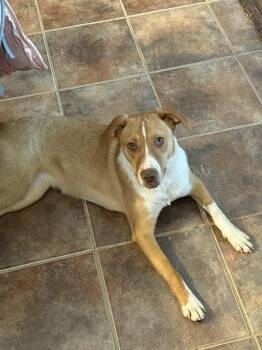 DAISY -  Labrador Retriever and Mixed Breed Dog for Adoption in Lexington, Tennessee - DAISY | PetCurious