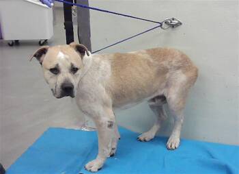 Staffordshire Bull Terrier and Mixed Breed Dogs Available for Adoption - CHATO | PetCurious