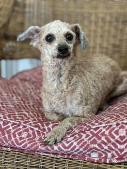 Rescue Havanese and Poodle Dogs for Adoption in Marshall, Texas - ZuZu | PetCurious