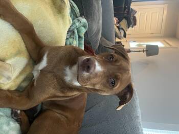 Mixed Breed Dogs Available for Adoption - Drake  | PetCurious