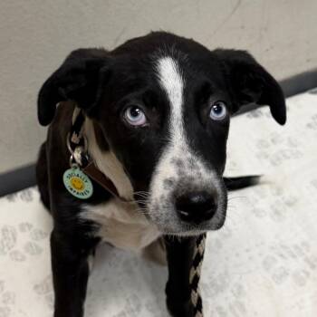 Australian Shepherd Dogs Available for Adoption in Yuma, Arizona - Marie | PetCurious