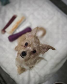 Rescue Dachshund and Yorkshire Terrier Dogs for Adoption in Port Angeles, Washington - Roo | PetCurious