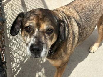 BOWLER -  Foxhound and Mixed Breed Dog for Adoption in Tulsa, Oklahoma - BOWLER | PetCurious
