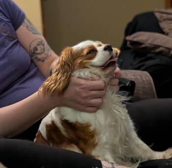 Cavalier King Charles Spaniel Dogs Available for Adoption in Columbus, Ohio - Phoebe | PetCurious