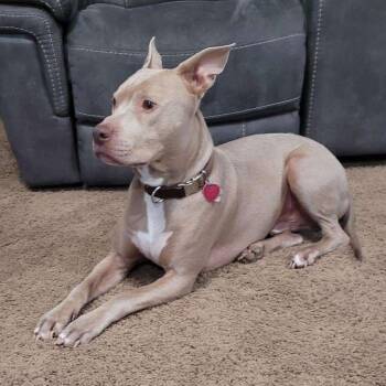 Gavin -  Pit Bull Terrier Dog for Adoption in Wichita, Kansas - Gavin | PetCurious