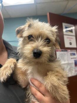 Hugh -  Terrier and Mixed Breed Dog for Adoption in Rock Springs, Wyoming - Hugh | PetCurious