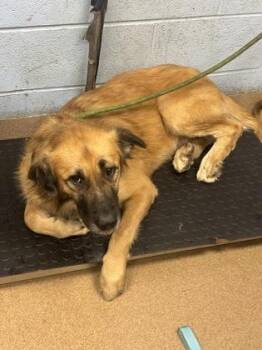 Inkwell Pen -  Mixed Breed Dog for Adoption in Chamblee, Georgia - Inkwell Pen | PetCurious