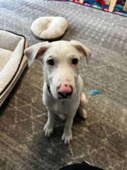 Labrador Retriever and Shepherd Dogs Available for Adoption - CANO - Sweetest Dog Ever!! | PetCurious