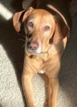 Vizsla and Golden Retriever Dogs Available for Adoption in Huntington, New York - VIOLET | PetCurious